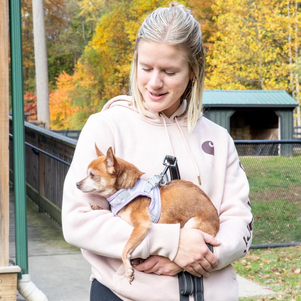 Milo (Male), a Adoptable Chihuahua in West Grove, PA image 5/6