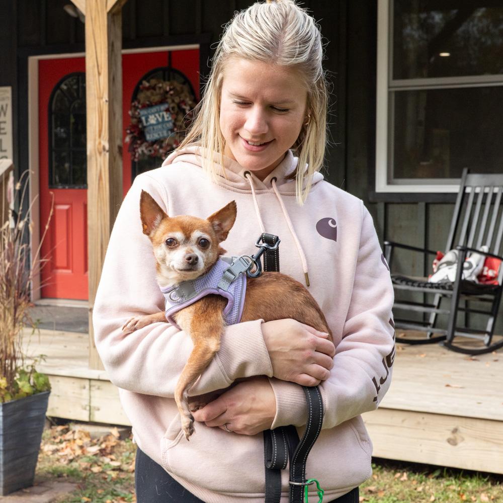 Milo (Male), a Adoptable Chihuahua in West Grove, PA image 6/6