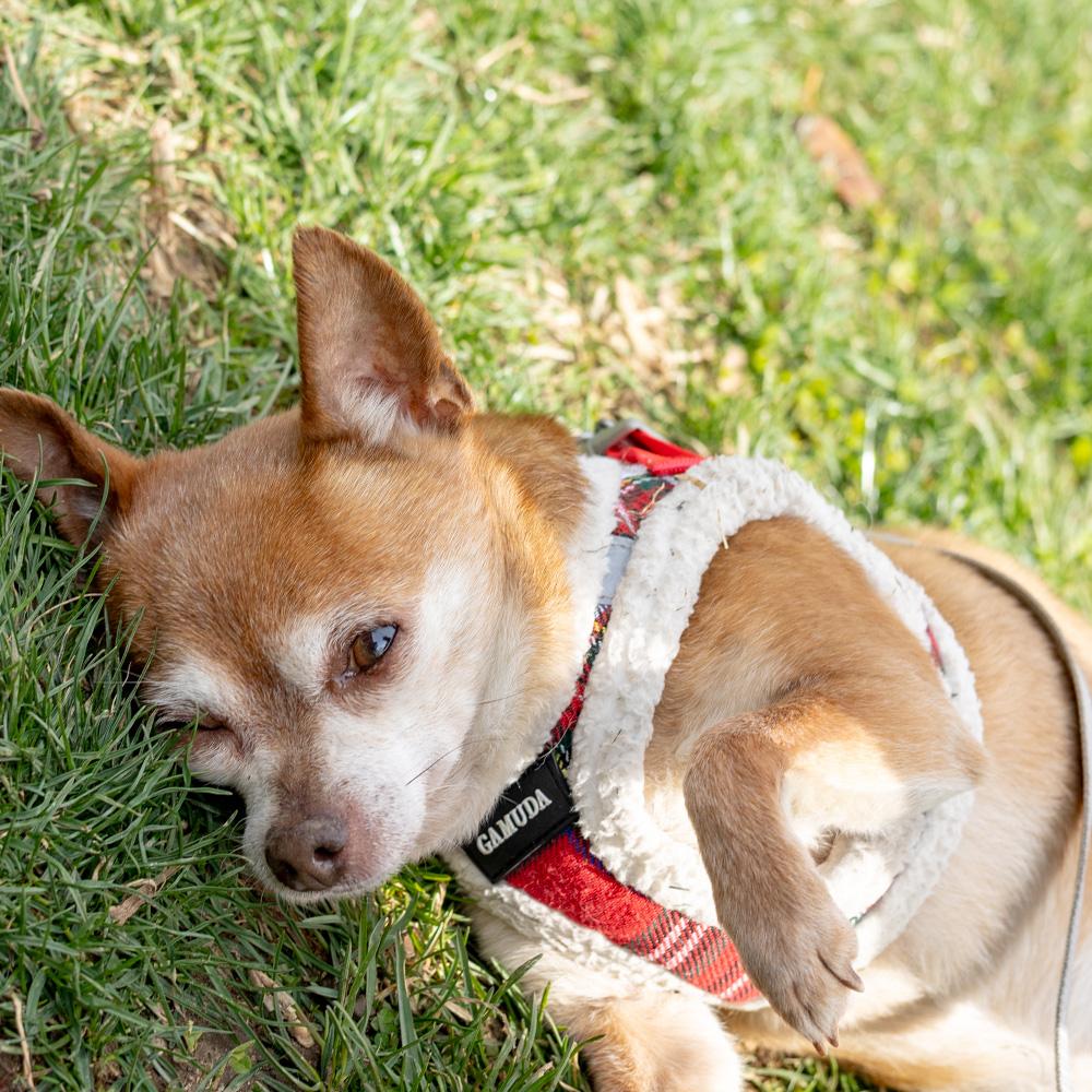 Enlarge Milo (Male), a Adoptable Chihuahua in West Grove, PA image 6/6