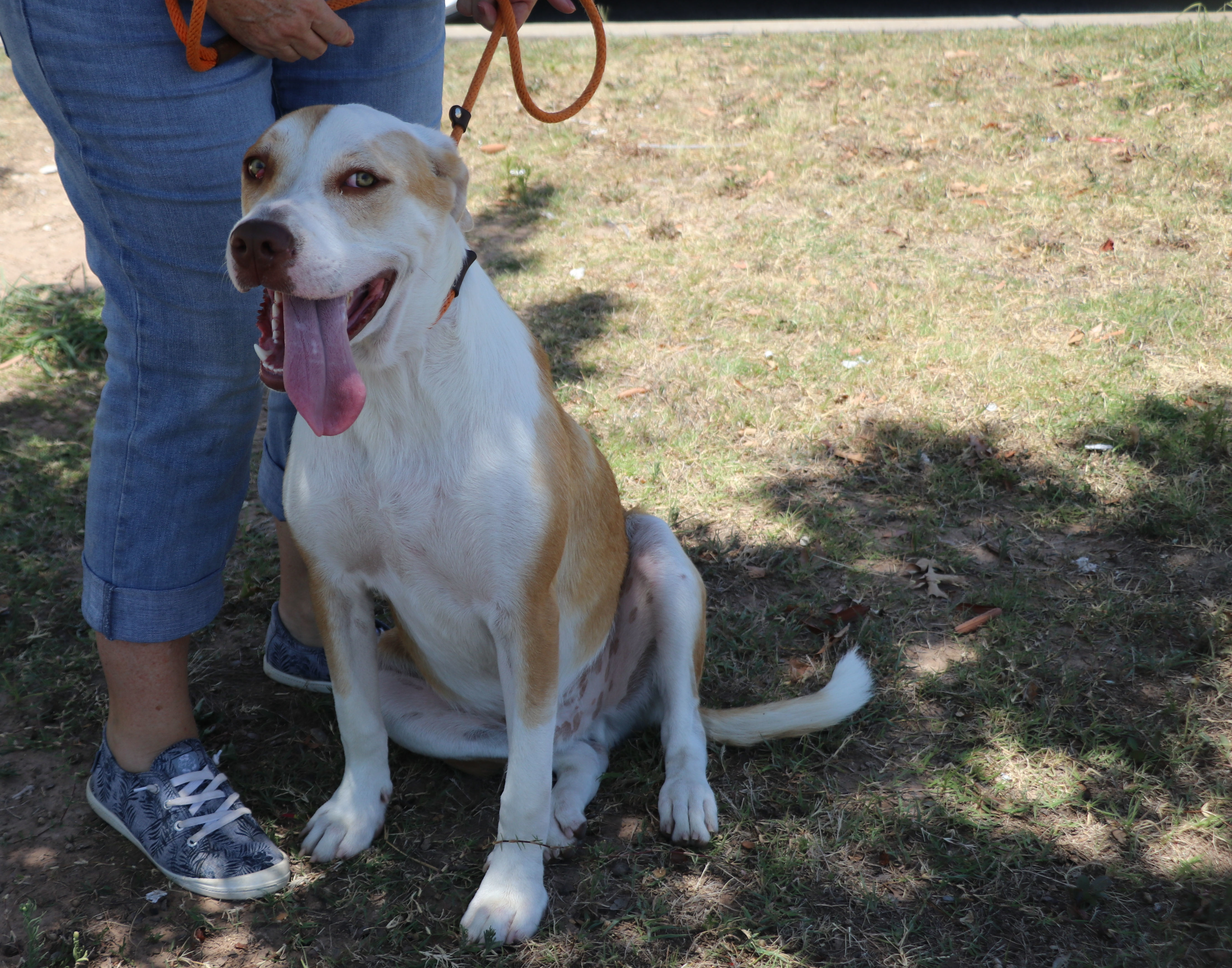 Jasper Jay, a Adoptable Mixed Breed in Cape Neddick, ME image 3/6