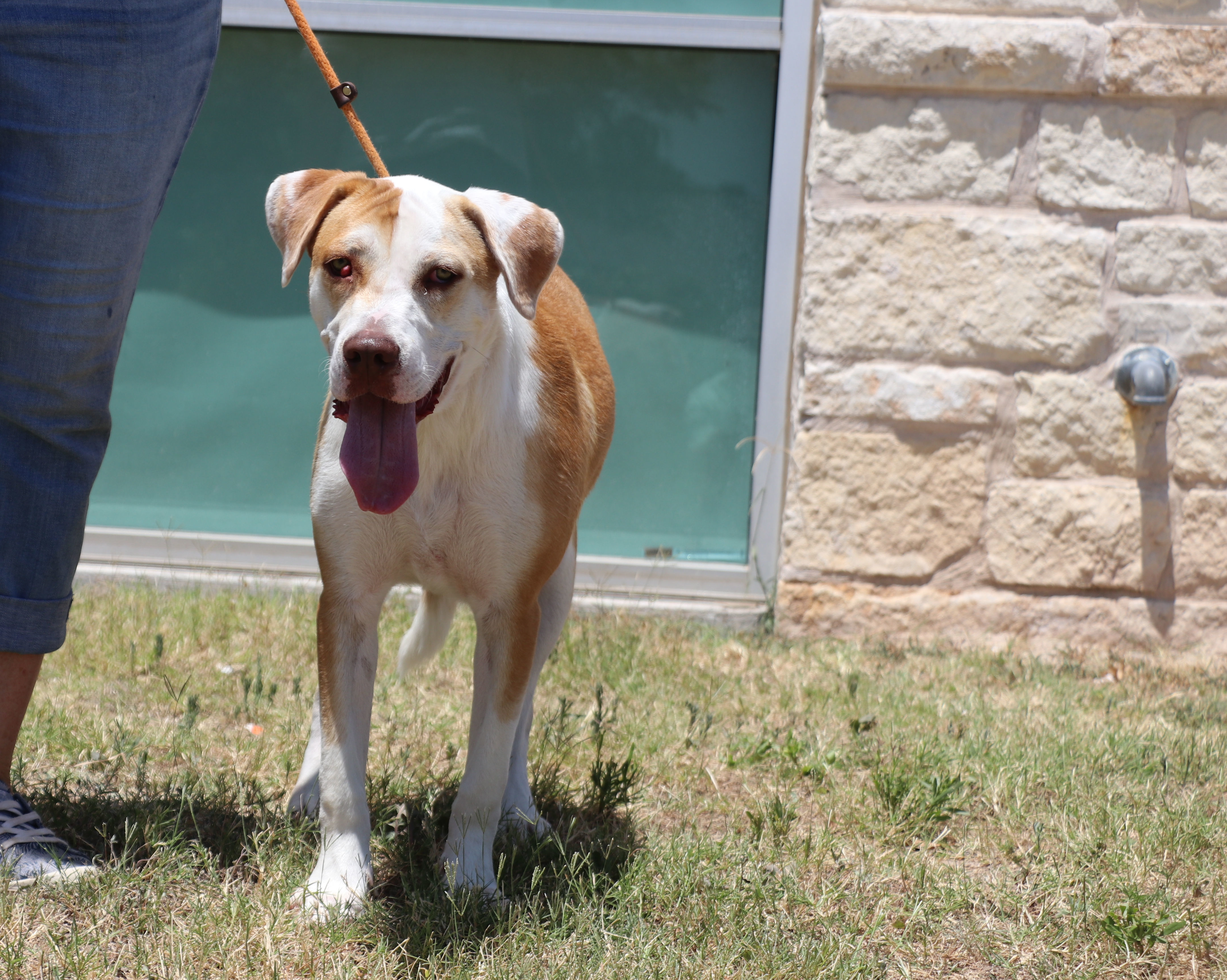 Jasper Jay, a Adoptable Mixed Breed in Cape Neddick, ME image 4/6