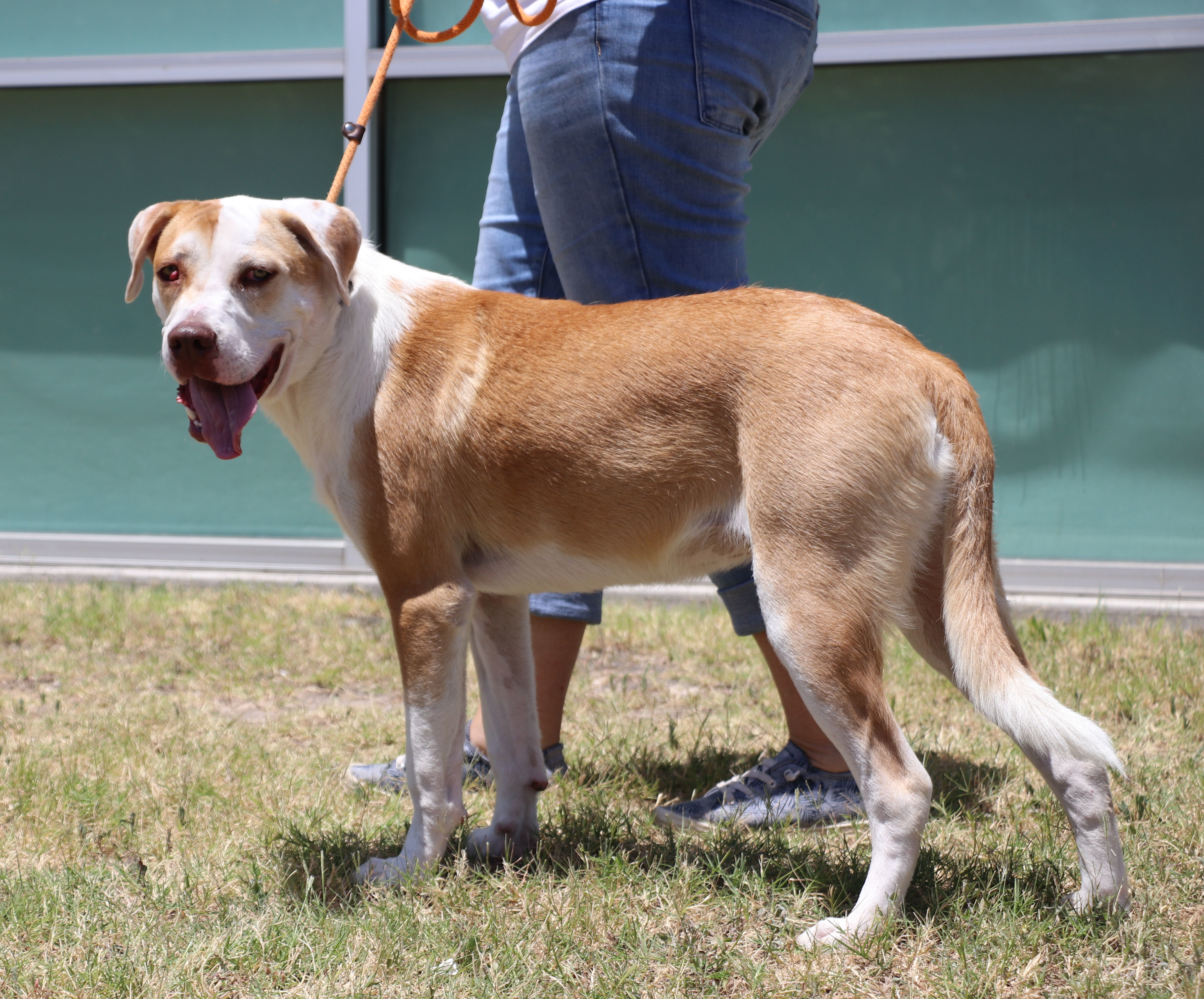 Jasper Jay, a Adoptable Mixed Breed in Cape Neddick, ME image 6/6