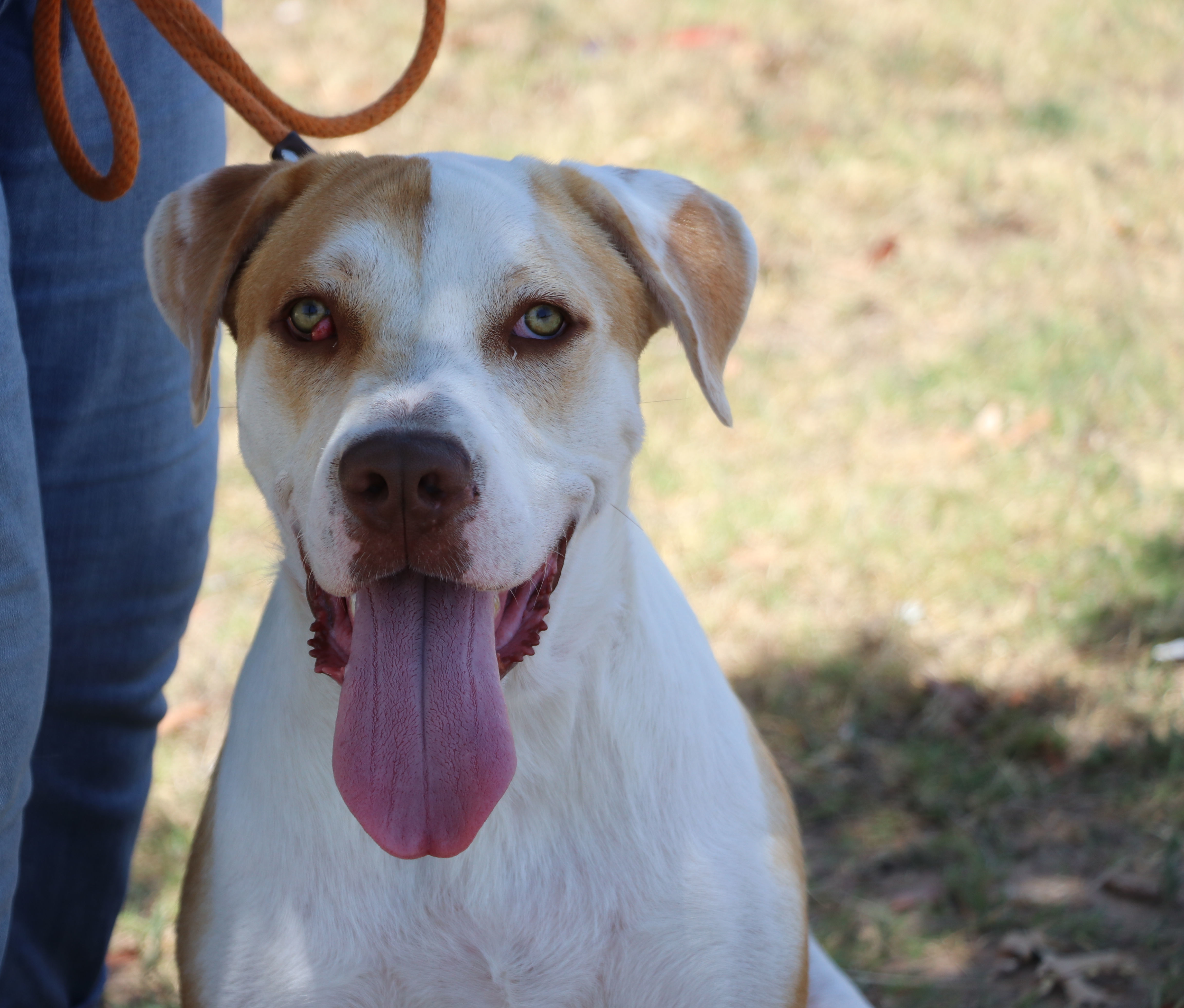 Jasper Jay, a Adoptable Mixed Breed in Cape Neddick, ME image 1/6