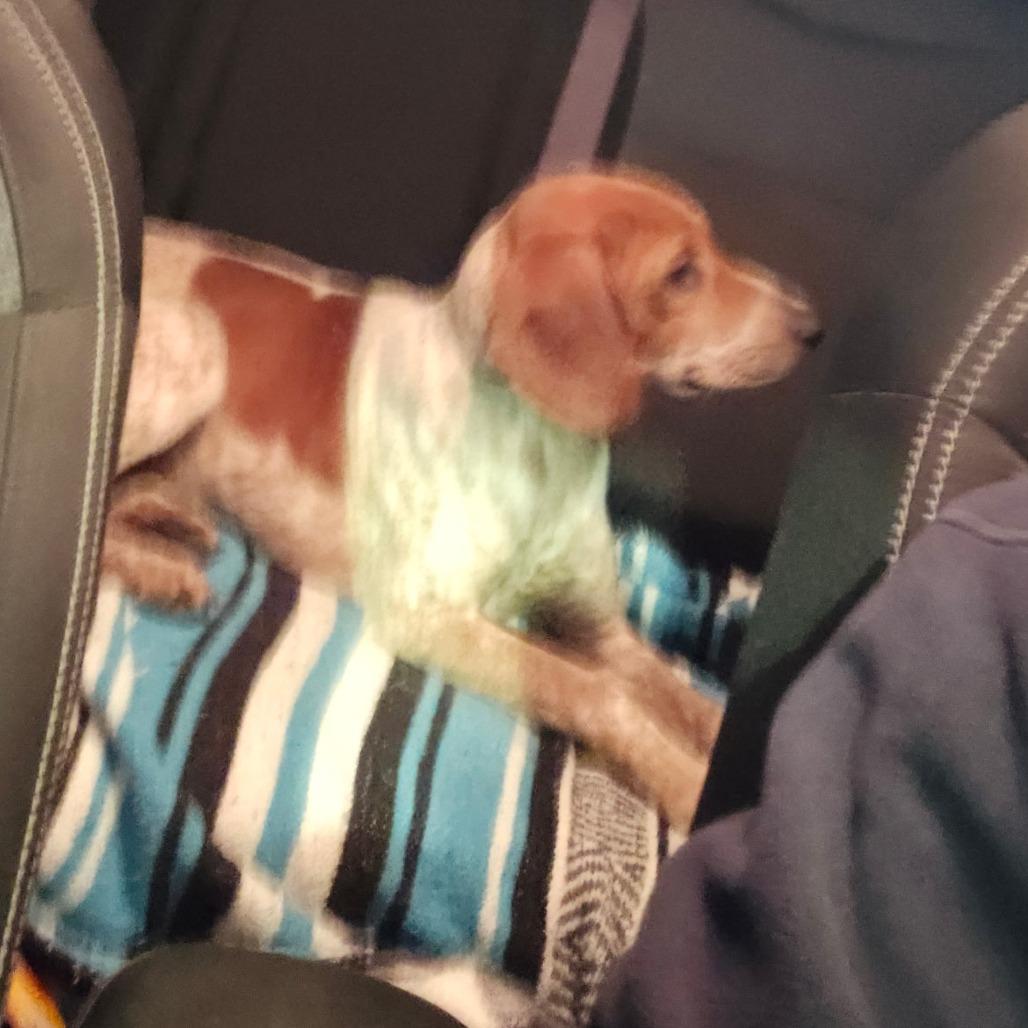 Birdie — thumbnail 2