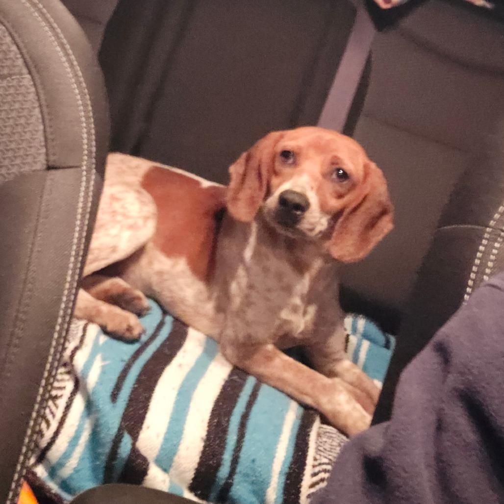 Birdie — thumbnail 3