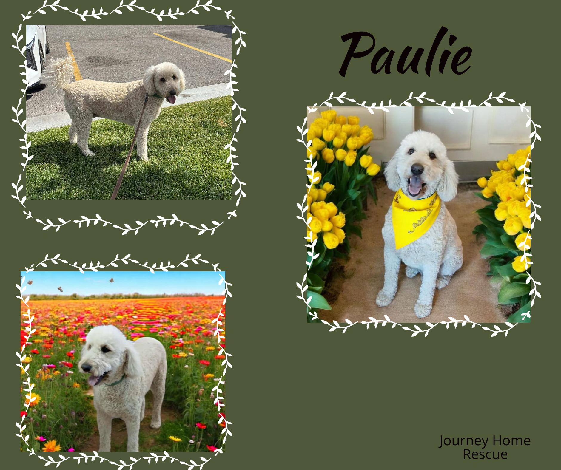 Paulie, an adoptable Goldendoodle in East Wenatchee, WA, 98802 | Photo Image 1