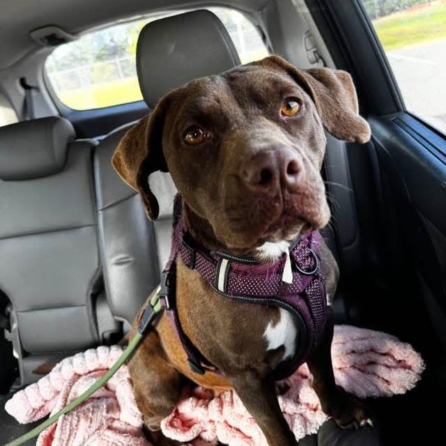 Enlarge Tootsie, a Adoptable mixed breed in Hope Mills, NC image 1/3