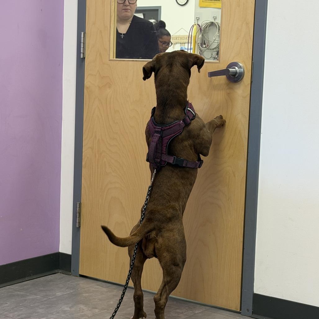 Enlarge Tootsie, a Adoptable mixed breed in Hope Mills, NC image 2/3