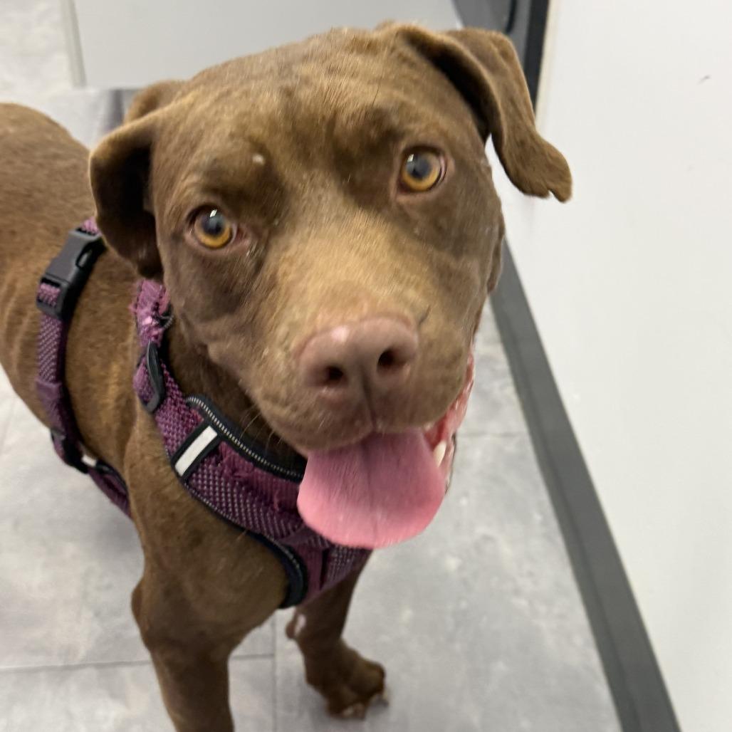 Enlarge Tootsie, a Adoptable mixed breed in Hope Mills, NC image 3/3