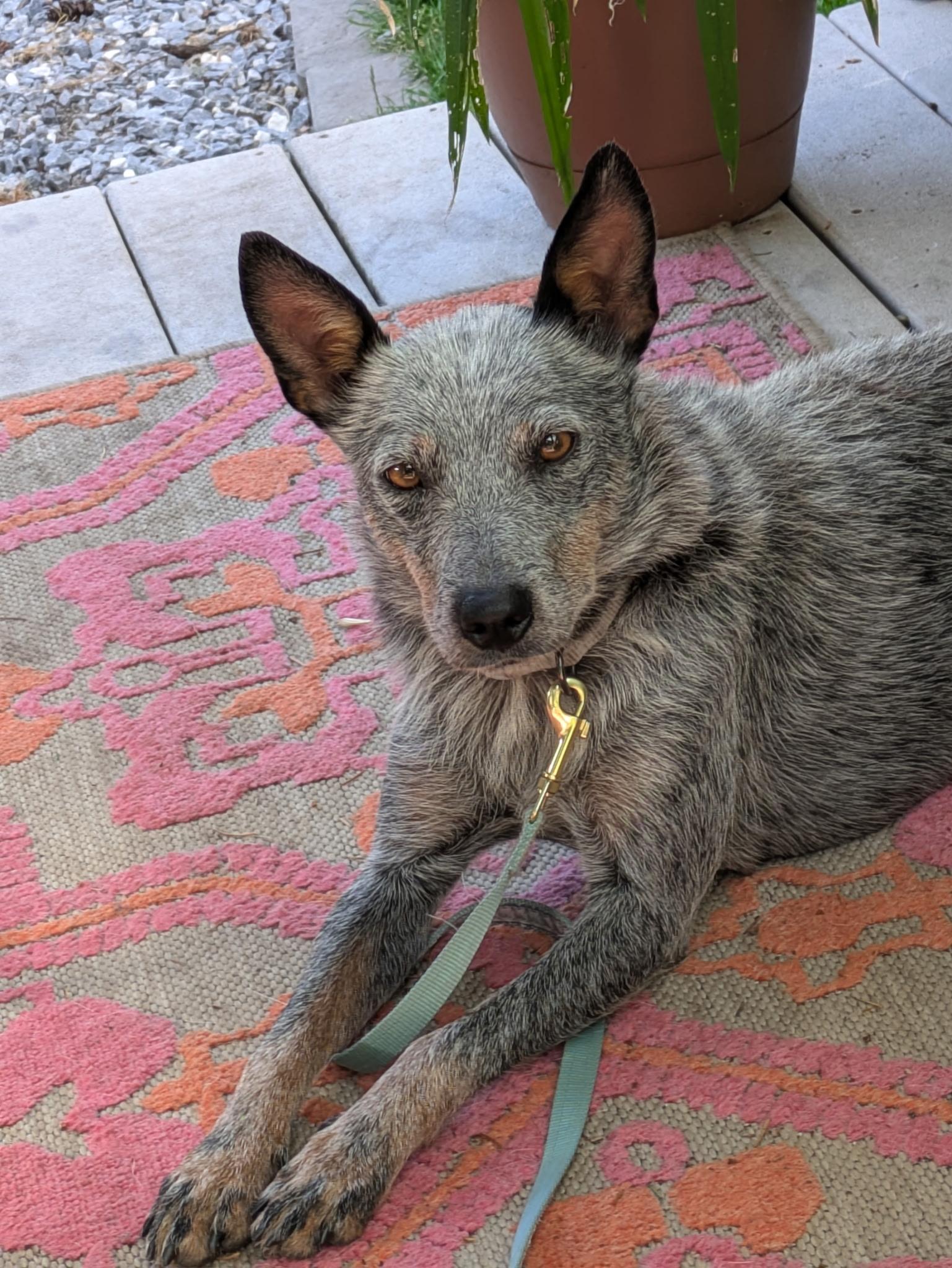 Annie, Adoptable, Young Female Cattle Dog.