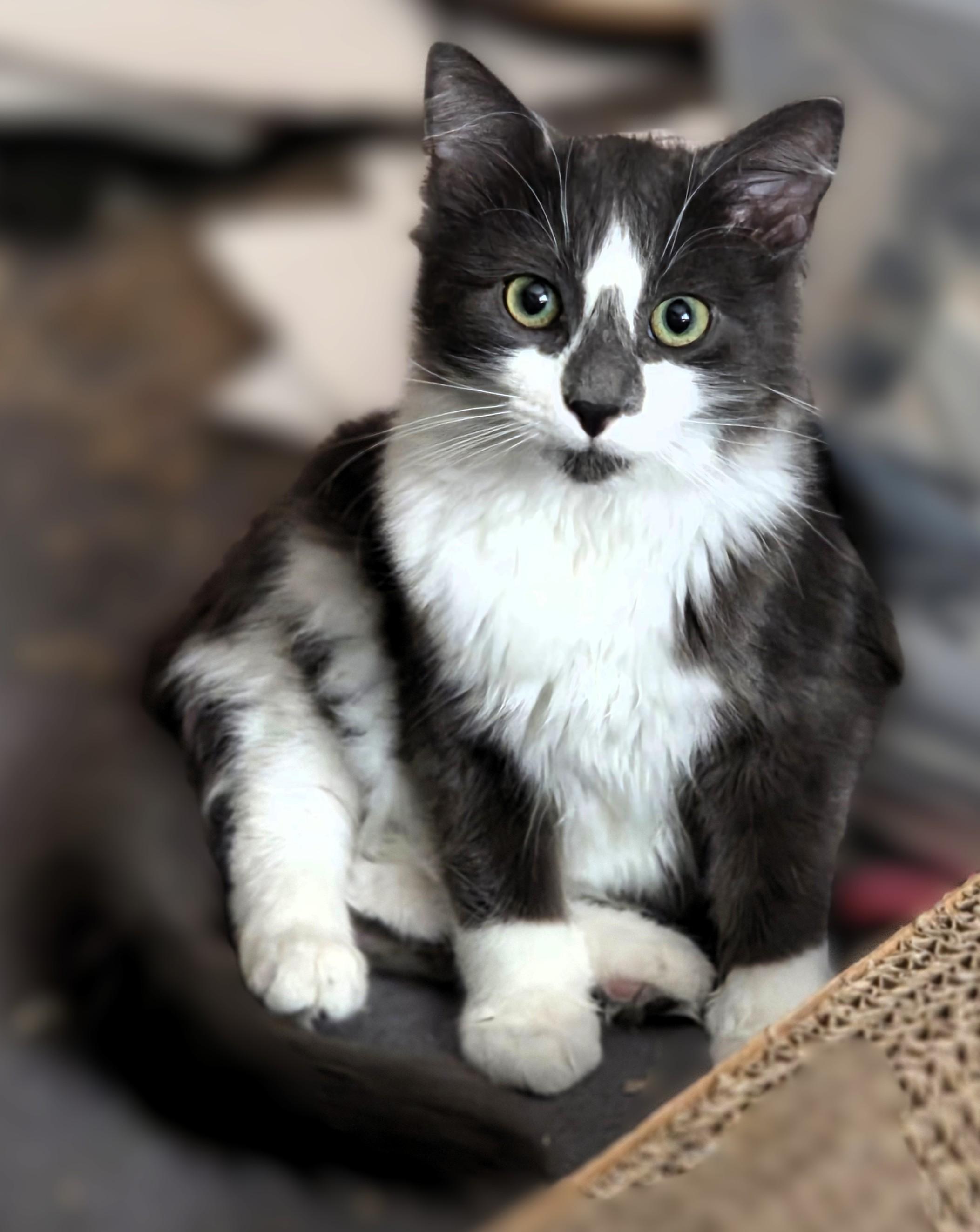 Enlarge Sammy, a Adoptable Domestic Medium Hair in Sterling Heights, MI image 1/1