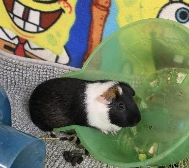 Mash, Adoptable, Young Male Guinea Pig.