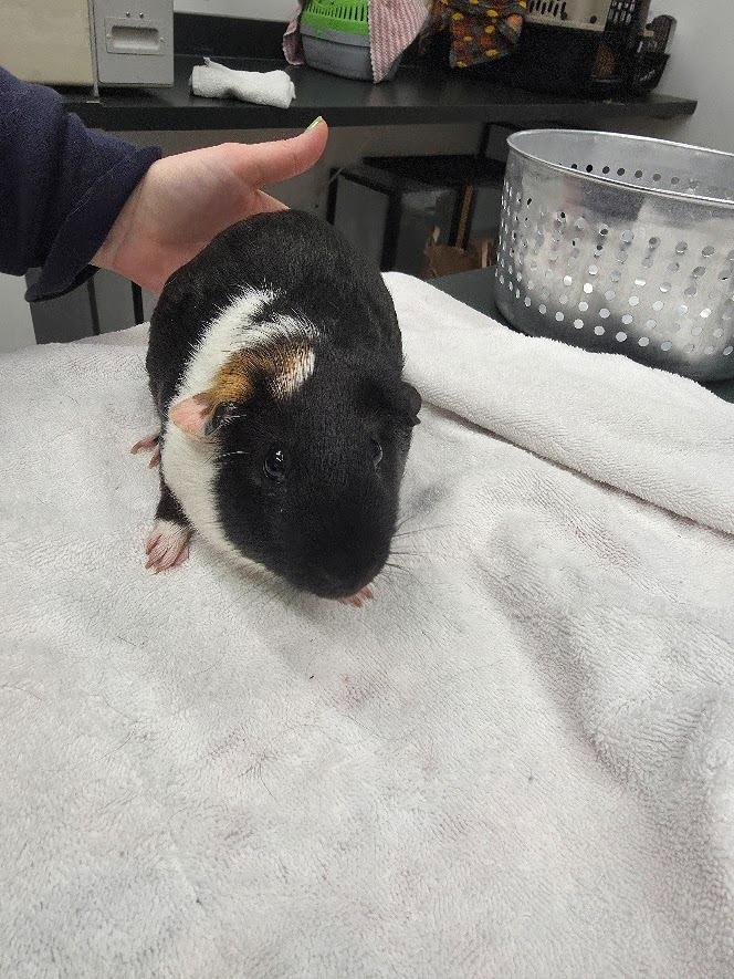 Enlarge Mash, a Adoptable Guinea Pig in CRYSTAL LAKE, IL image 2/4