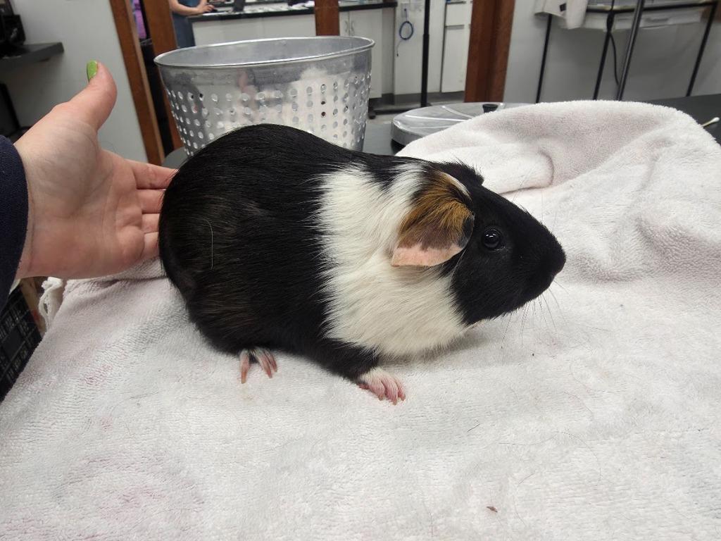 Enlarge Mash, a Adoptable Guinea Pig in CRYSTAL LAKE, IL image 3/4
