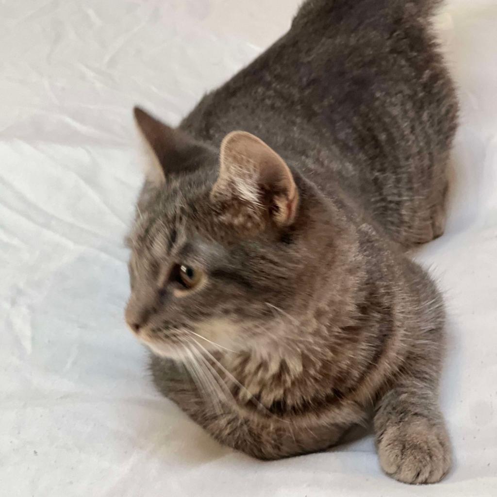 Nikki, Adoptable, Adult Female Domestic Short Hair.