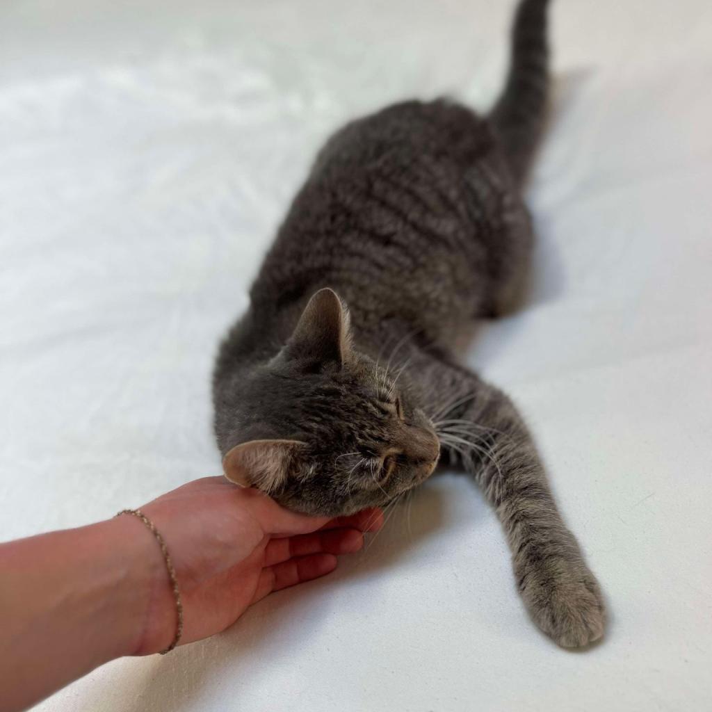 Enlarge Nikki, a Adoptable Domestic Short Hair in Philadelphia, PA image 2/4