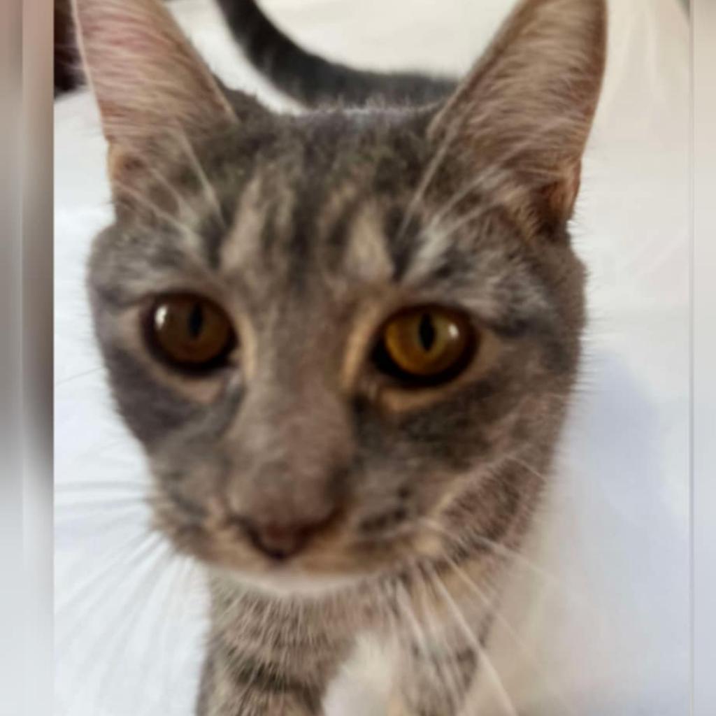 Enlarge Nikki, a Adoptable Domestic Short Hair in Philadelphia, PA image 3/4