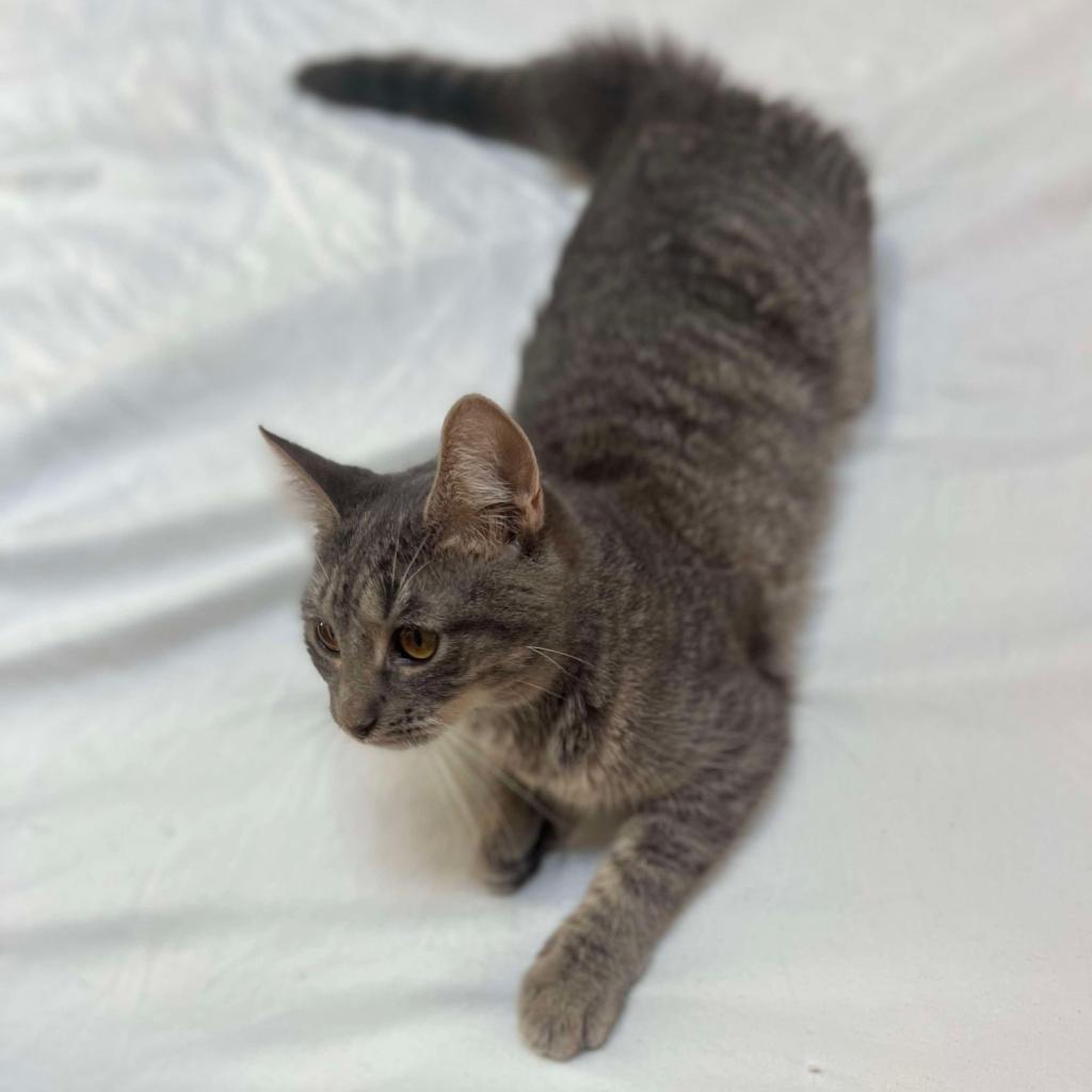 Enlarge Nikki, a Adoptable Domestic Short Hair in Philadelphia, PA image 4/4