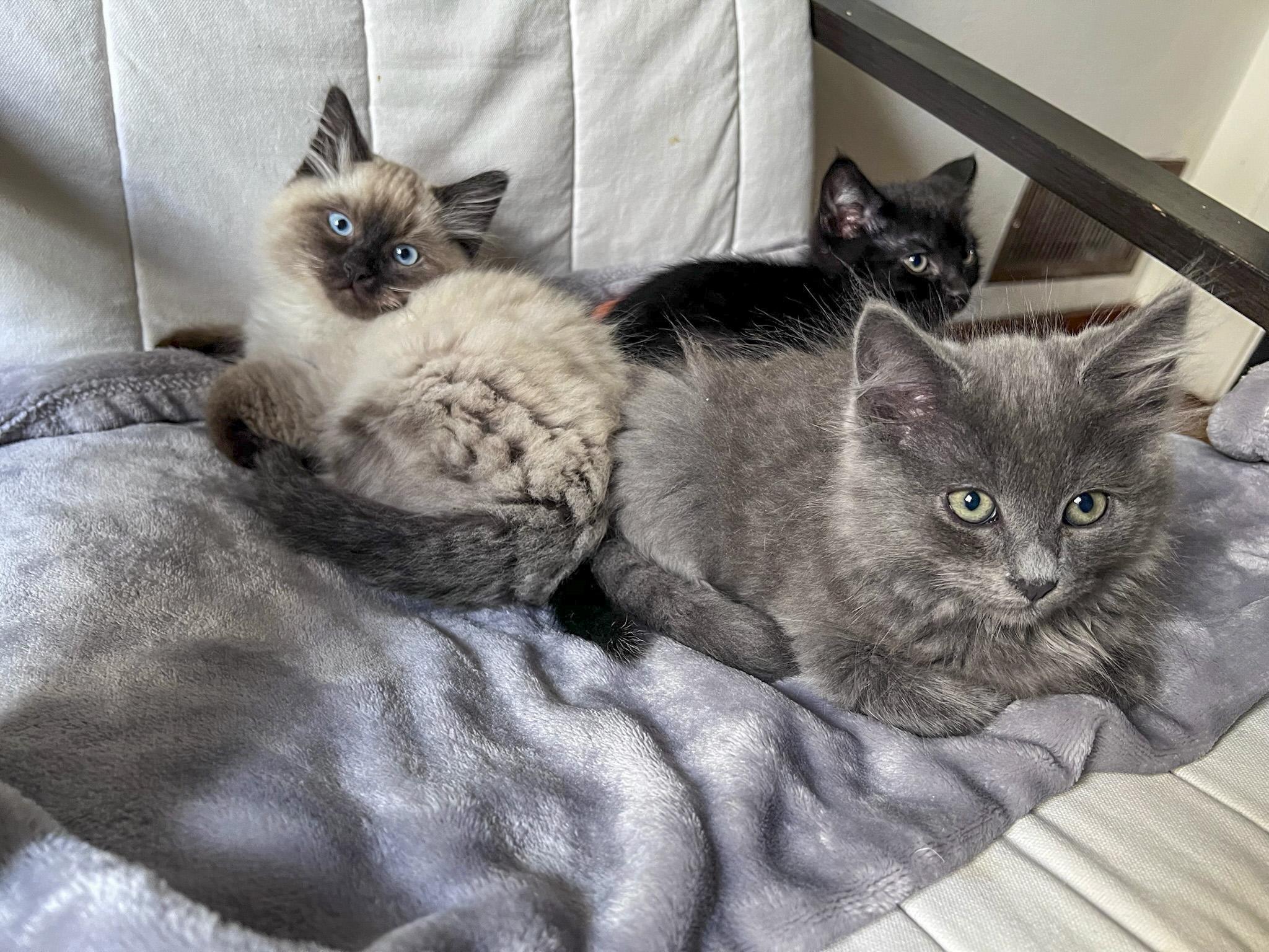 Rainy, a Adopted Domestic Long Hair in Vallejo, CA image 6/6