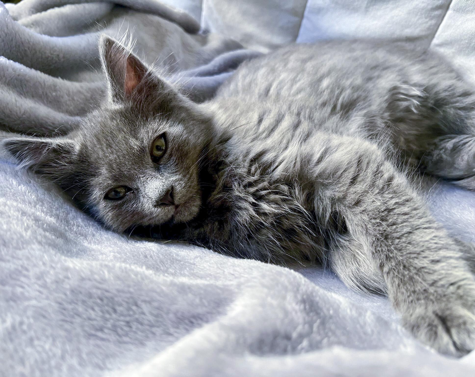 Rainy, a Adopted Domestic Long Hair in Vallejo, CA image 3/6