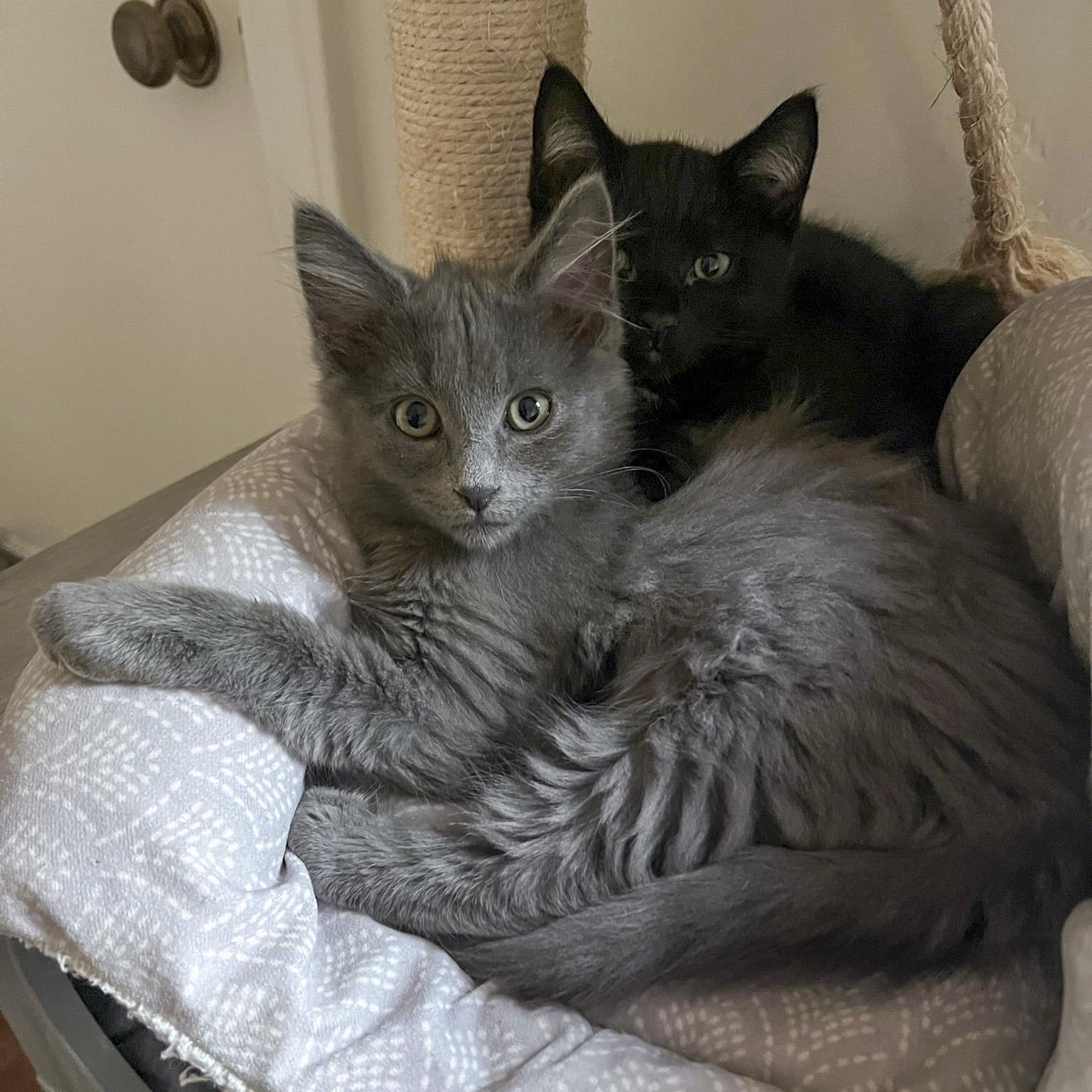 Rainy, a Adopted Domestic Long Hair in Vallejo, CA image 4/6