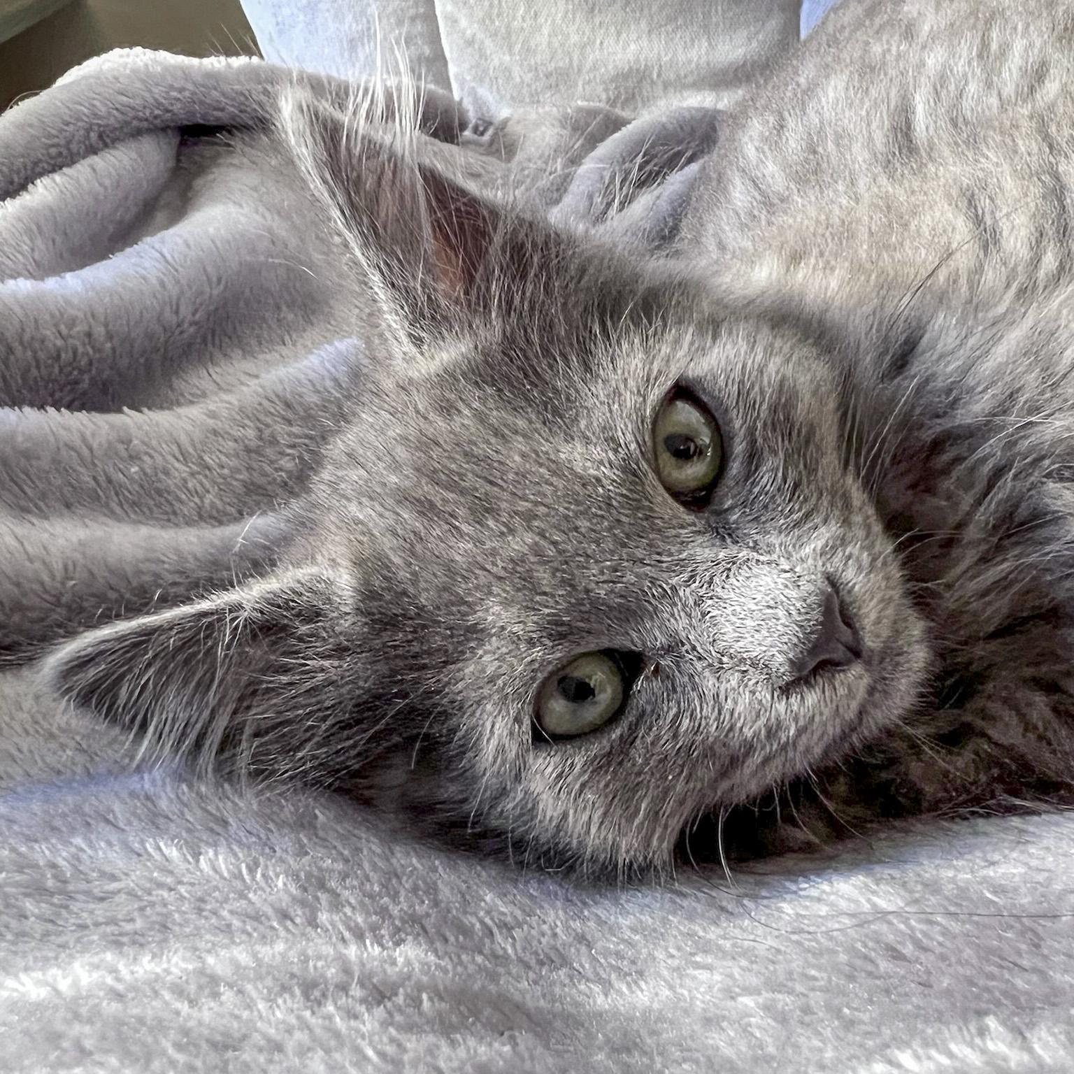 Rainy, a Adopted Domestic Long Hair in Vallejo, CA image 2/6