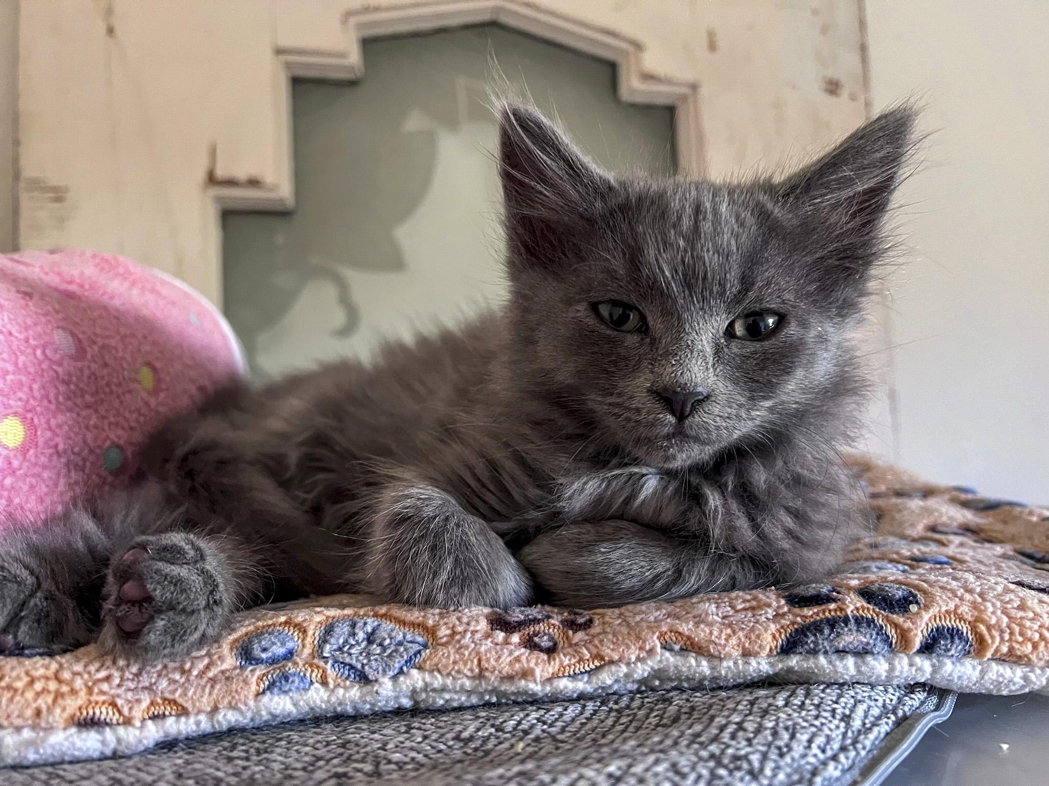 Rainy, a Adopted Domestic Long Hair in Vallejo, CA image 5/6