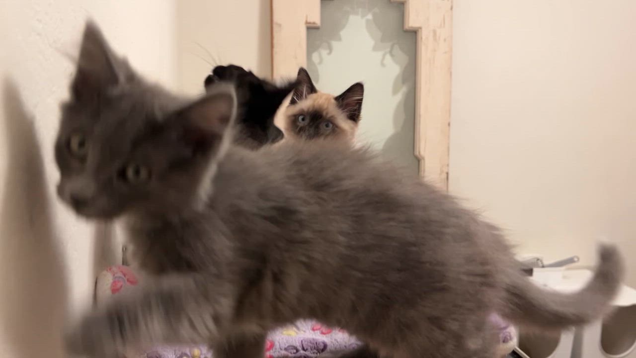 Enlarge Rainy, a Adopted Domestic Long Hair in Vallejo, CA video 1/6