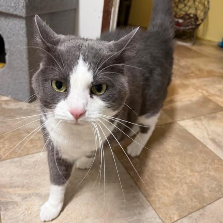 Enlarge Buttons, an adopted Domestic Short Hair in St. Marys, WV image 3/4