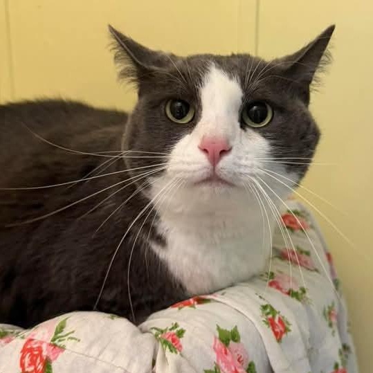 Buttons, adopted, Adult Male Domestic Short Hair.