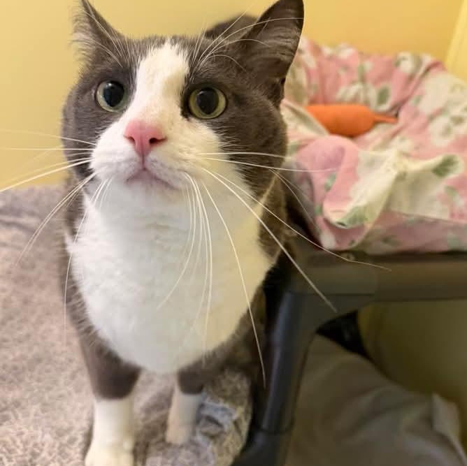 Enlarge Buttons, an adopted Domestic Short Hair in St. Marys, WV image 2/4