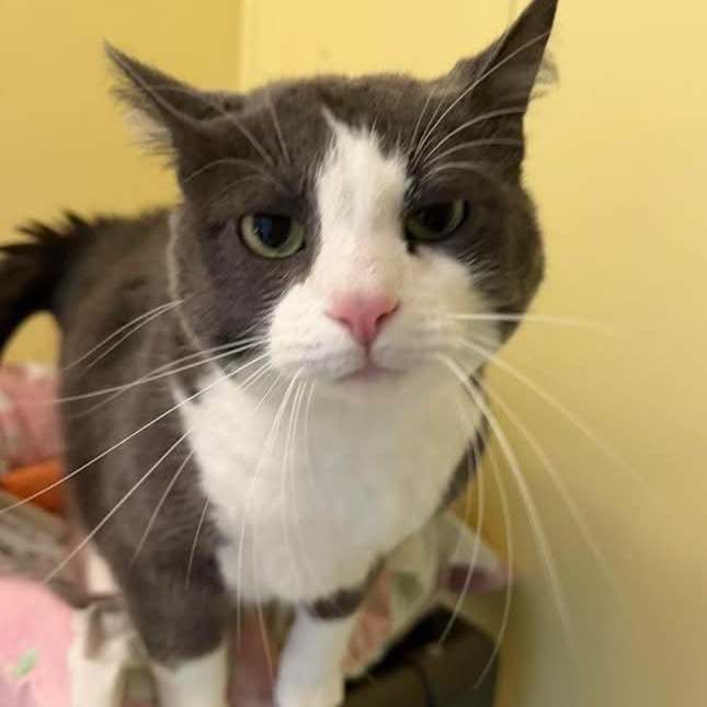 Enlarge Buttons, an adopted Domestic Short Hair in St. Marys, WV image 4/4