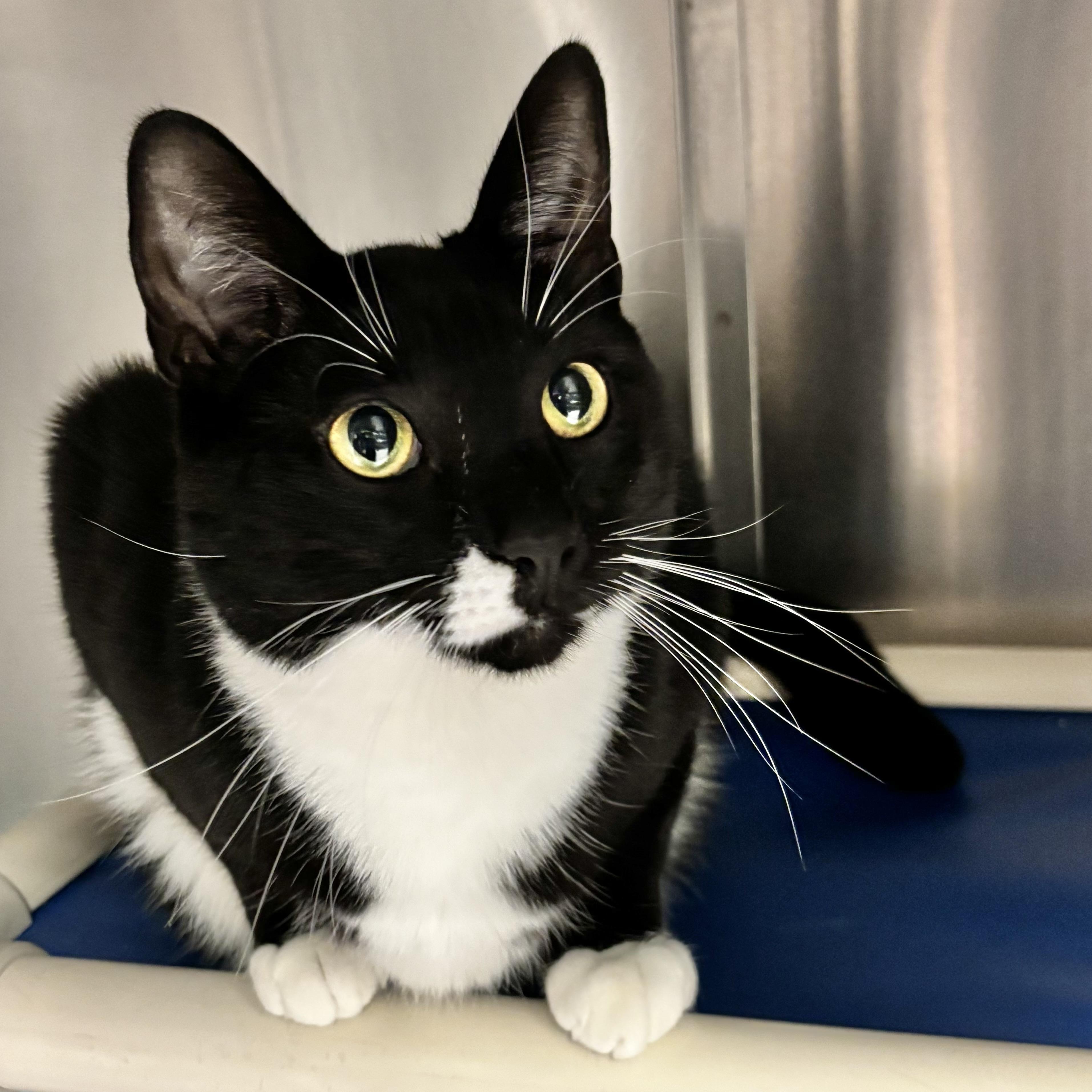 Enlarge Oden, a Adoptable Domestic Short Hair in Beacon, NY image 2/6