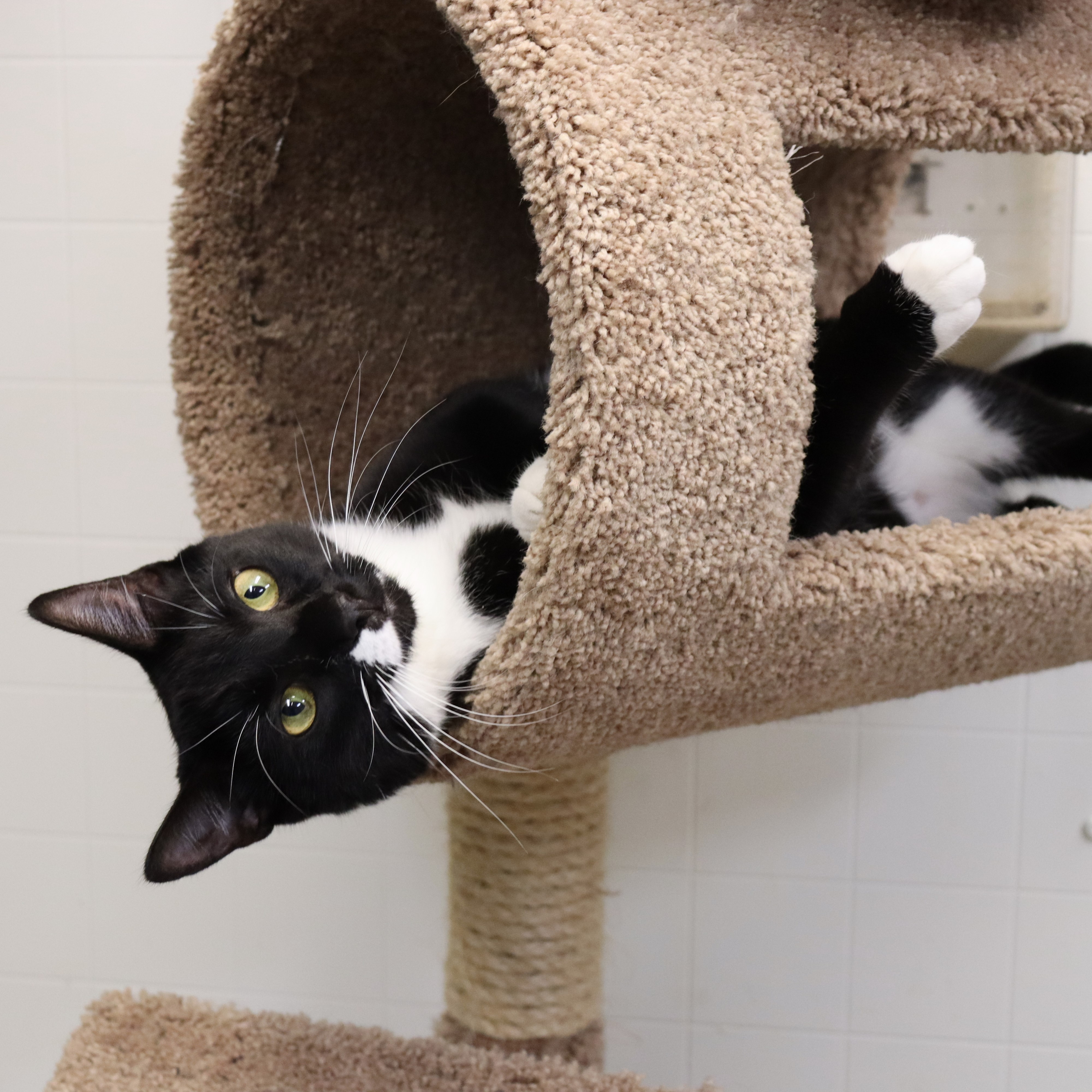 Oden, a Adoptable Domestic Short Hair in Beacon, NY image 3/6