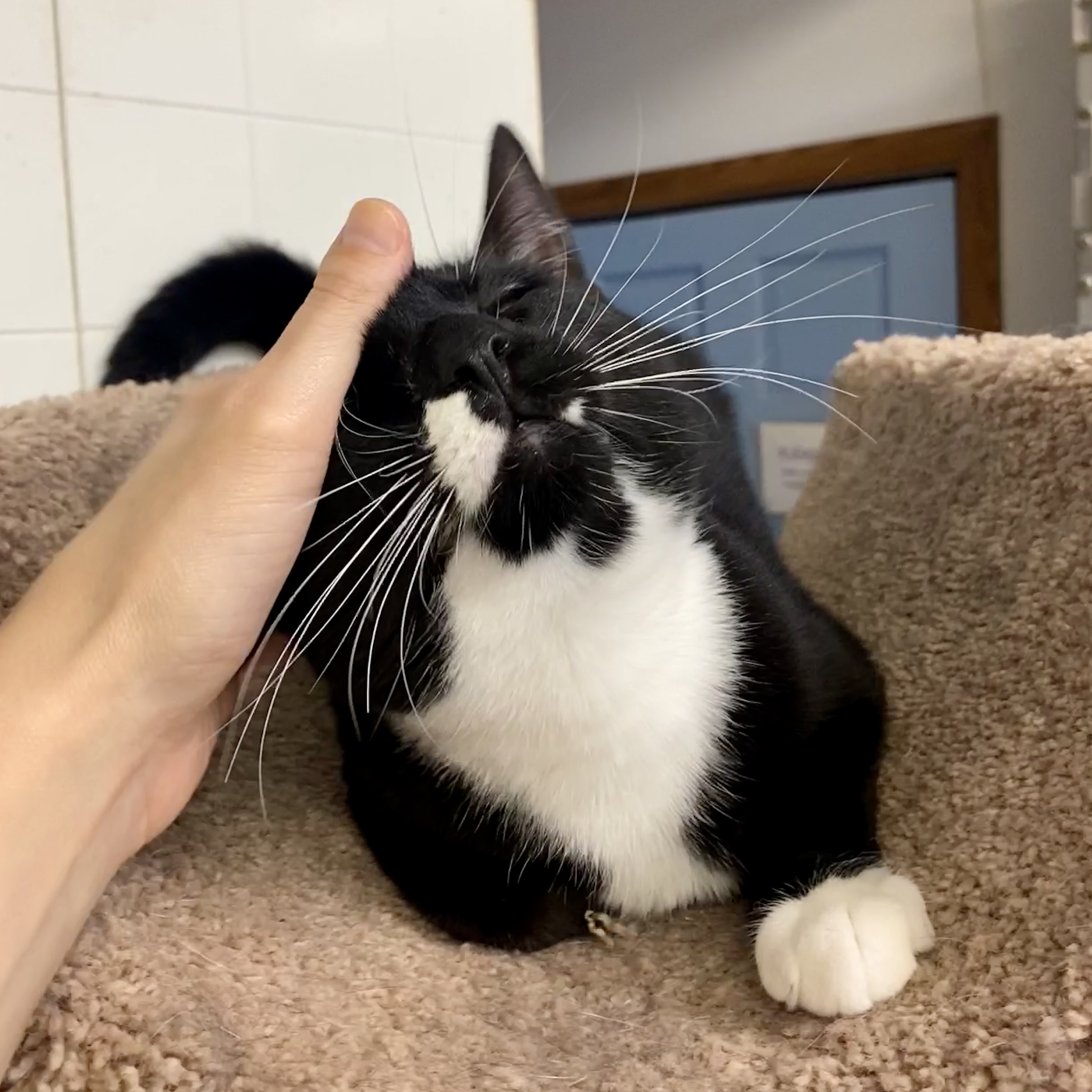 Oden, a Adoptable Domestic Short Hair in Beacon, NY image 5/6