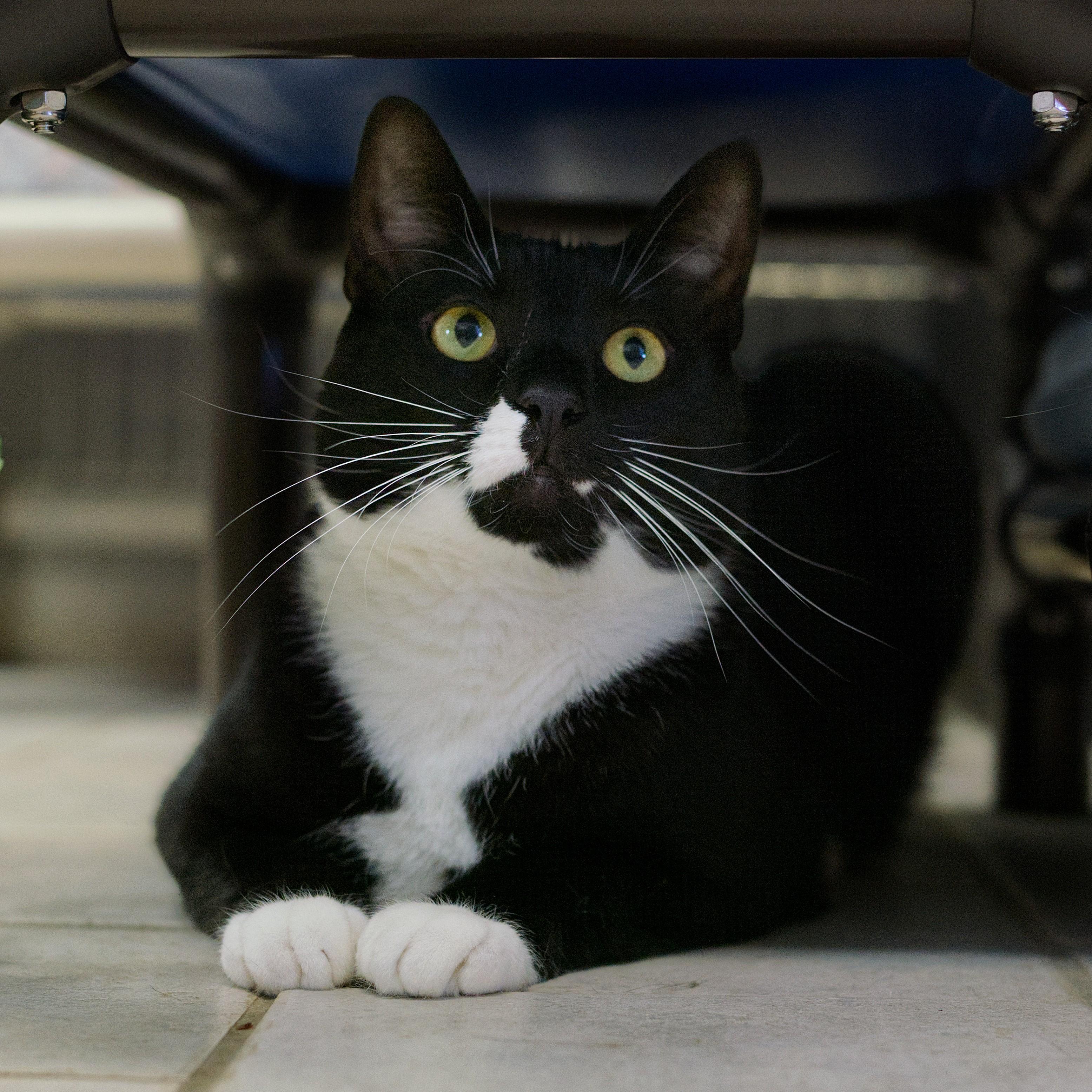 Oden, Adoptable, Young Male Domestic Short Hair.