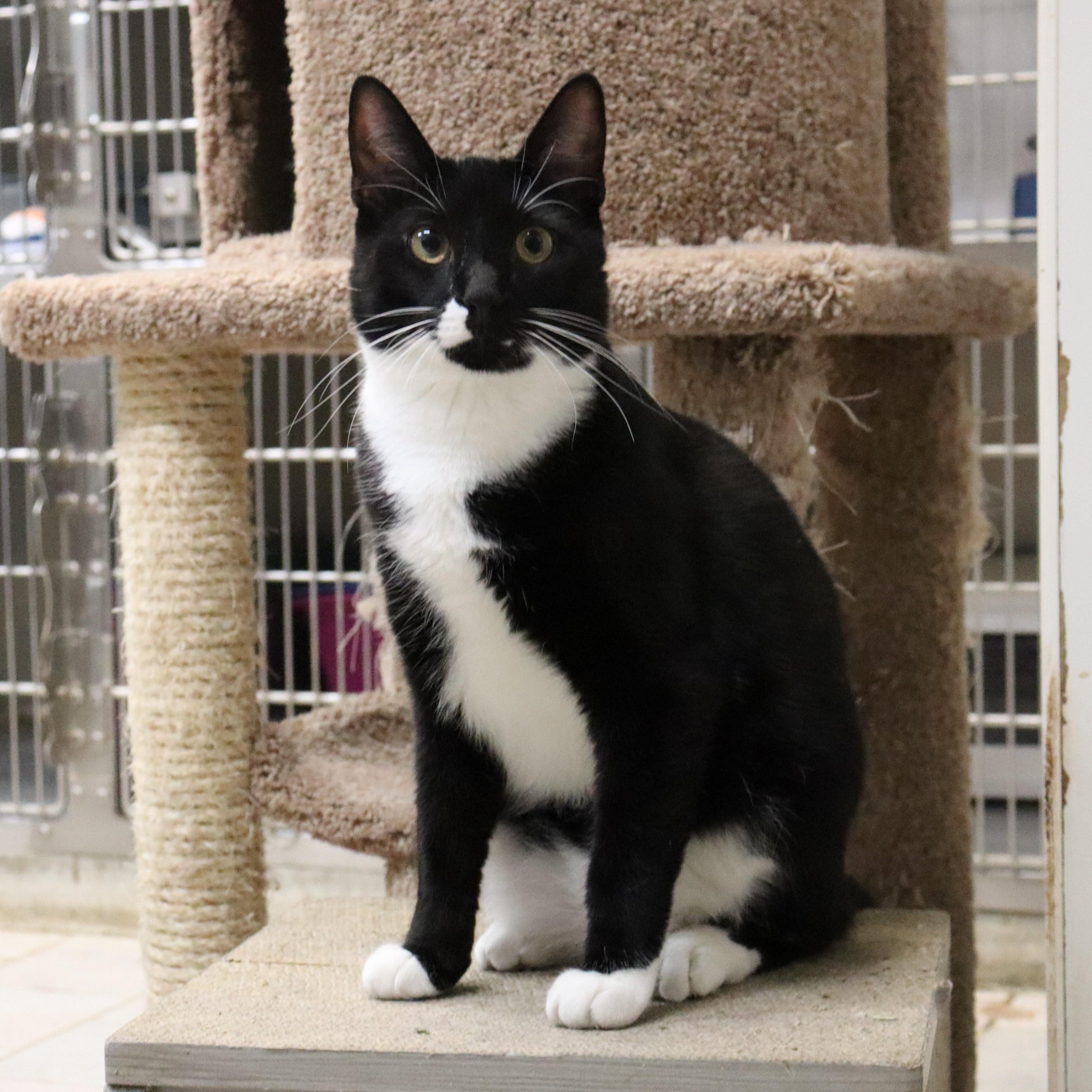 Oden, a Adoptable Domestic Short Hair in Beacon, NY image 1/6