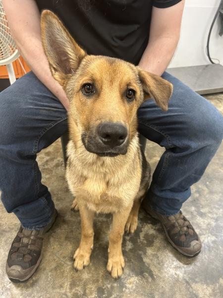 Harley, Adoptable, Young Male German Shepherd Dog & Mixed Breed.