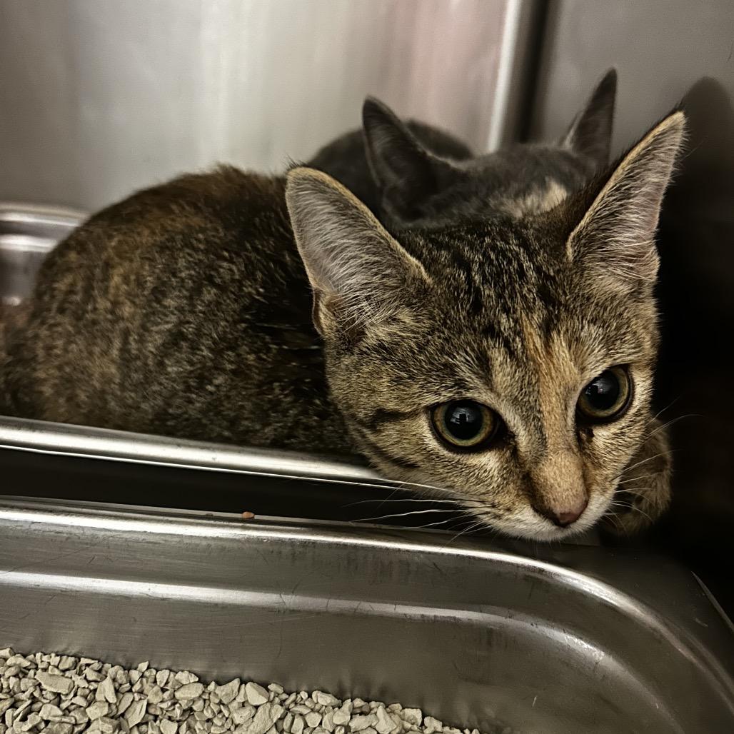 Tennessee Tornado, Adoptable, Kitten Female Domestic Short Hair.