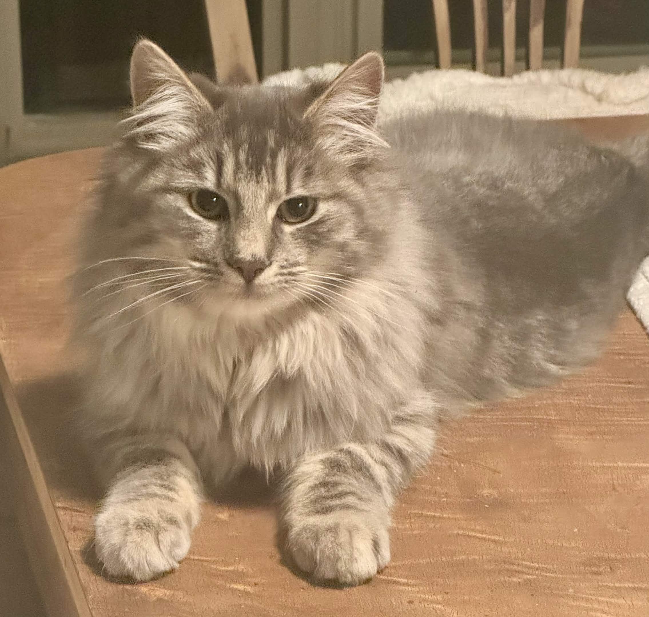 Enlarge Ruffles, an adopted Domestic Long Hair in Monroe Township, NJ image 2/4