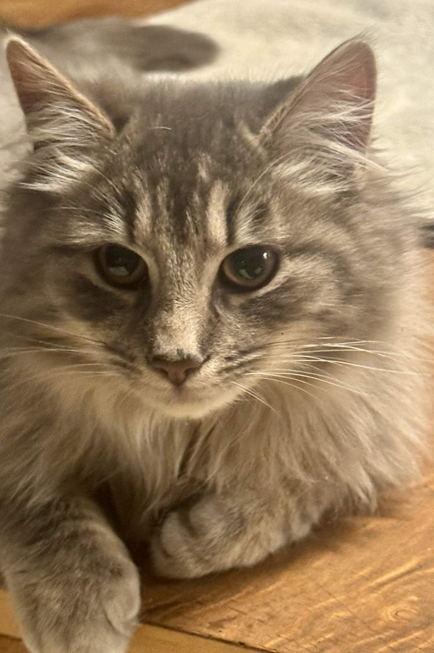 Enlarge Ruffles, an adopted Domestic Long Hair in Monroe Township, NJ image 3/4