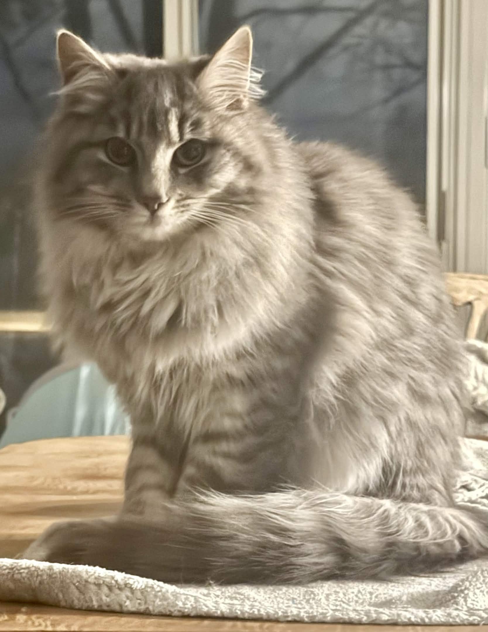Enlarge Ruffles, an adopted Domestic Long Hair in Monroe Township, NJ image 1/4
