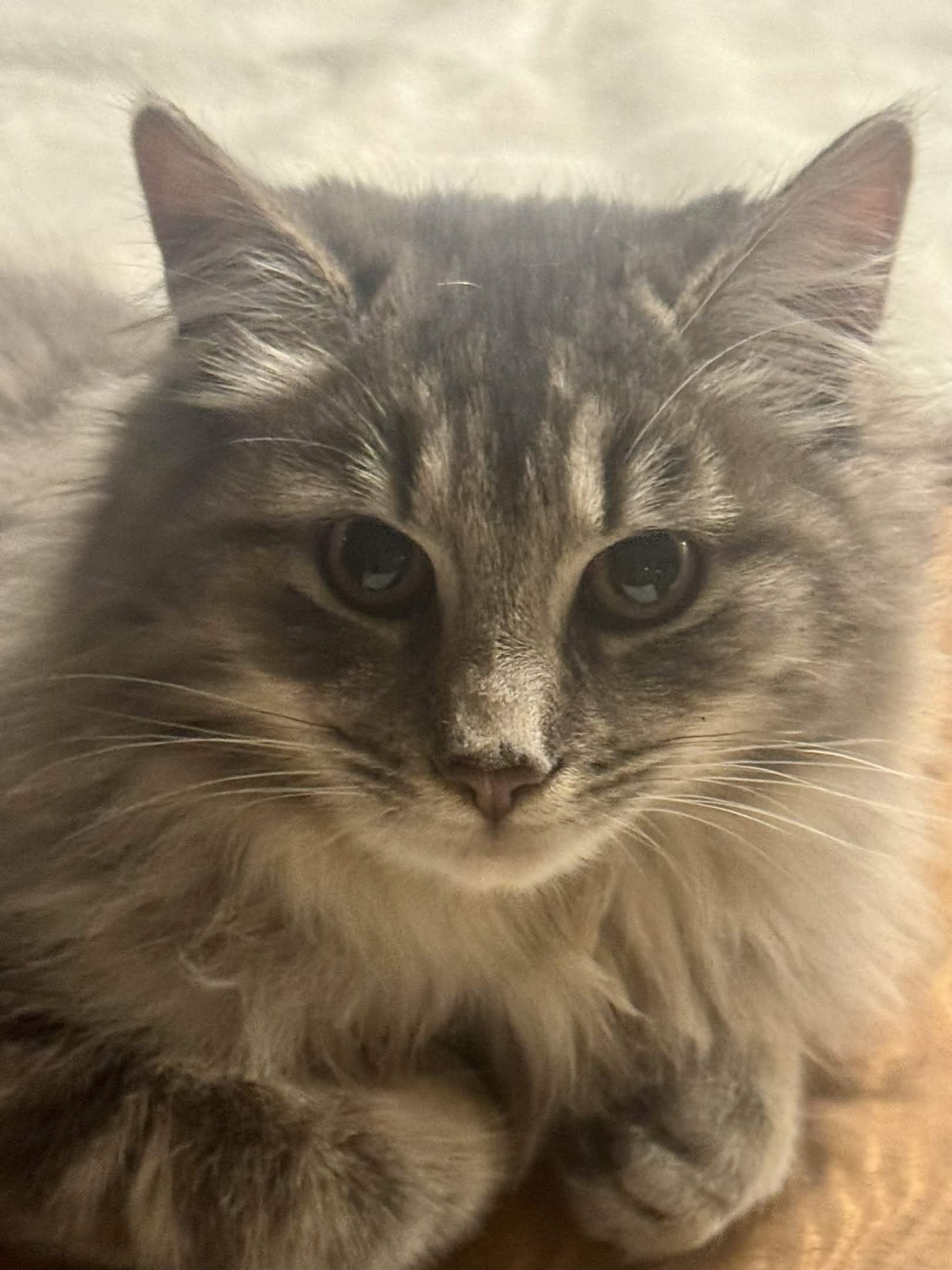 Enlarge Ruffles, an adopted Domestic Long Hair in Monroe Township, NJ image 4/4