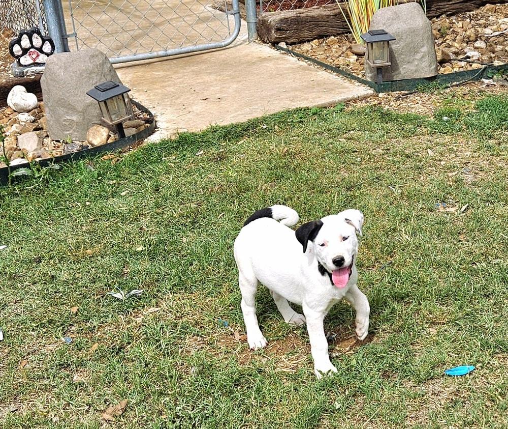Miss Piggy, Adoptable, Puppy Female Dalmatian & Mixed Breed.