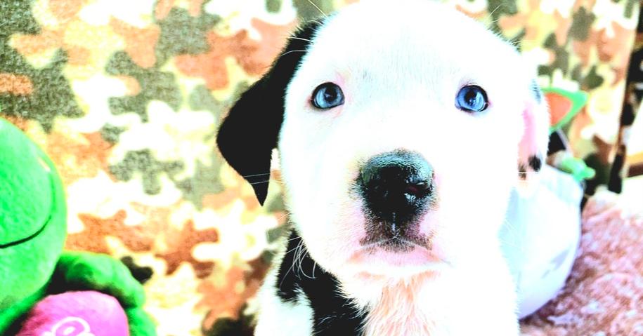 Miss Piggy, a Adoptable mixed breed in San Antonio, TX image 2/6
