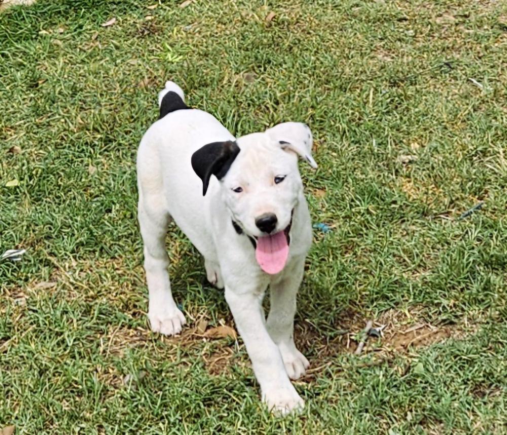 Miss Piggy, a Adoptable mixed breed in San Antonio, TX image 4/6