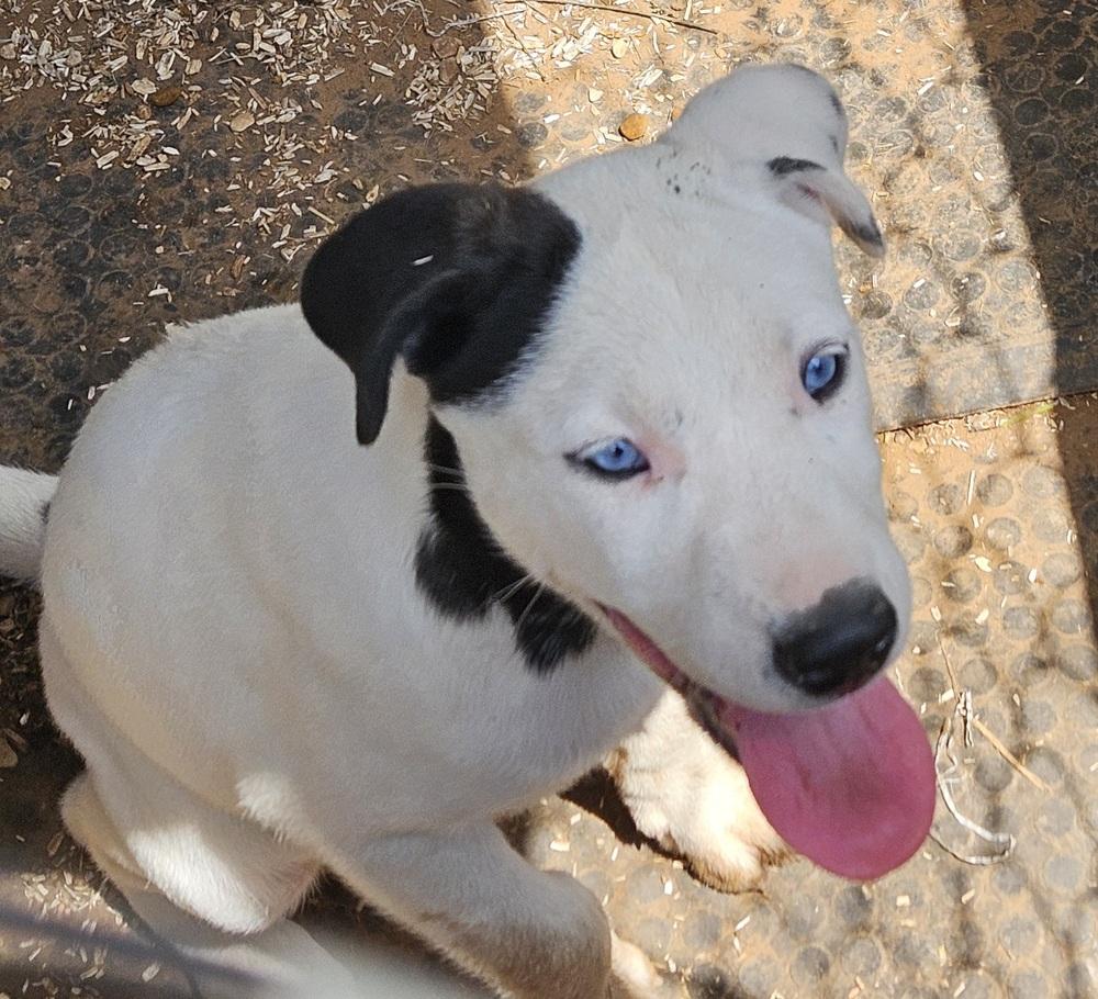 Miss Piggy, a Adoptable mixed breed in San Antonio, TX image 5/6