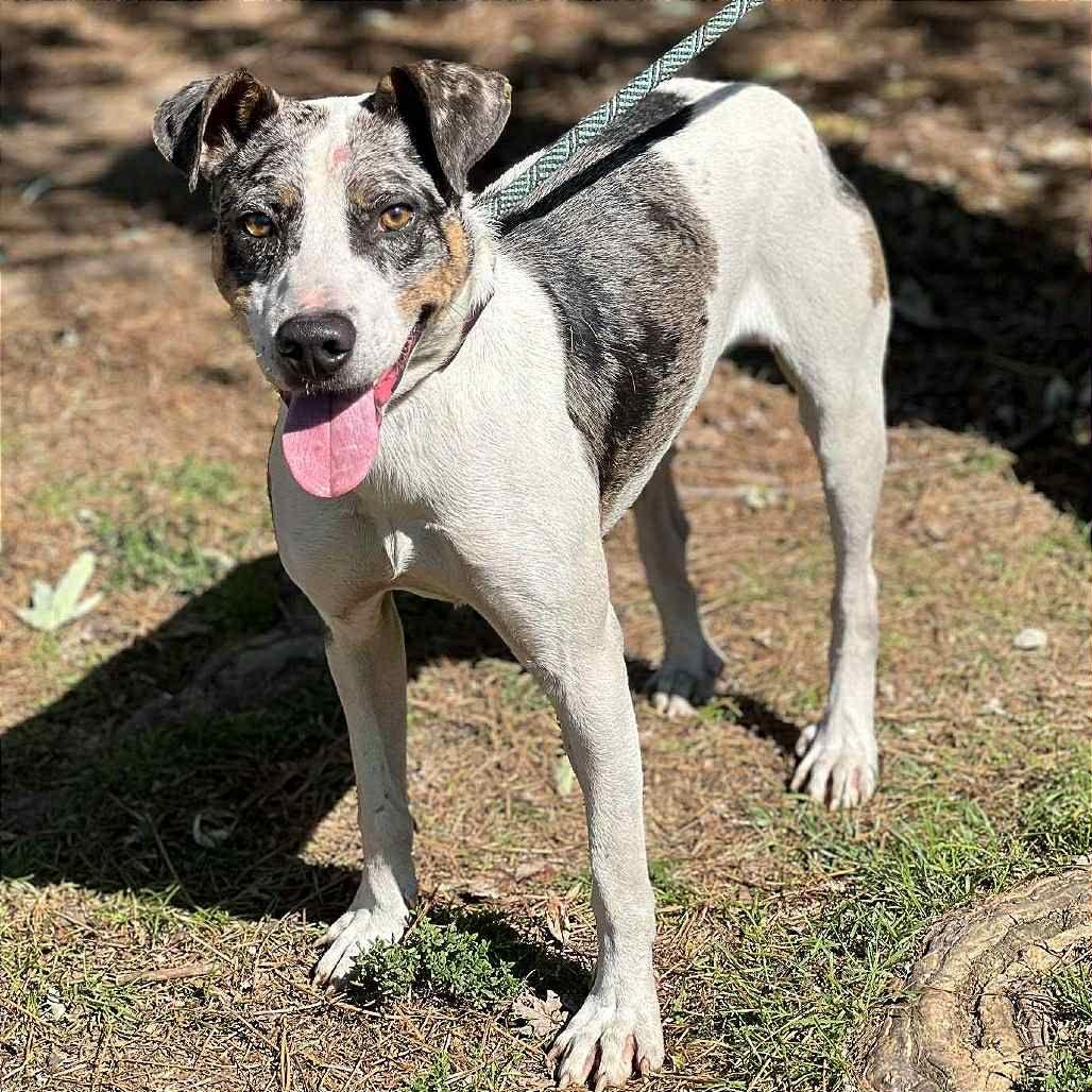 Elmore, a Adoptable mixed breed in Martinsburg, WV image 2/2