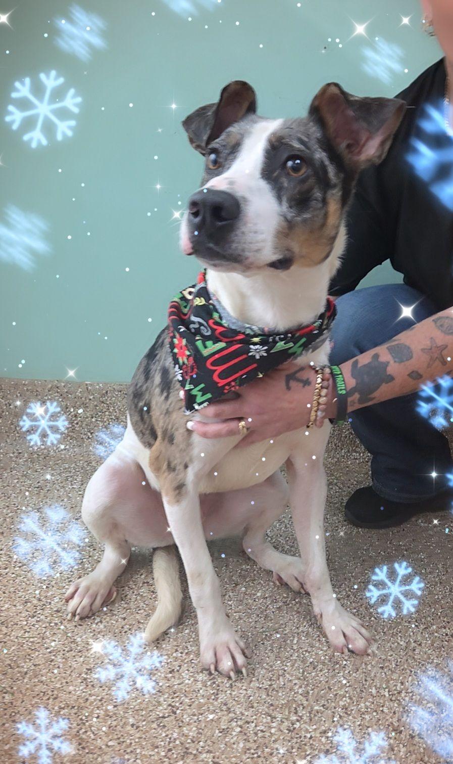 Elmore, a Adoptable mixed breed in Martinsburg, WV image 1/2