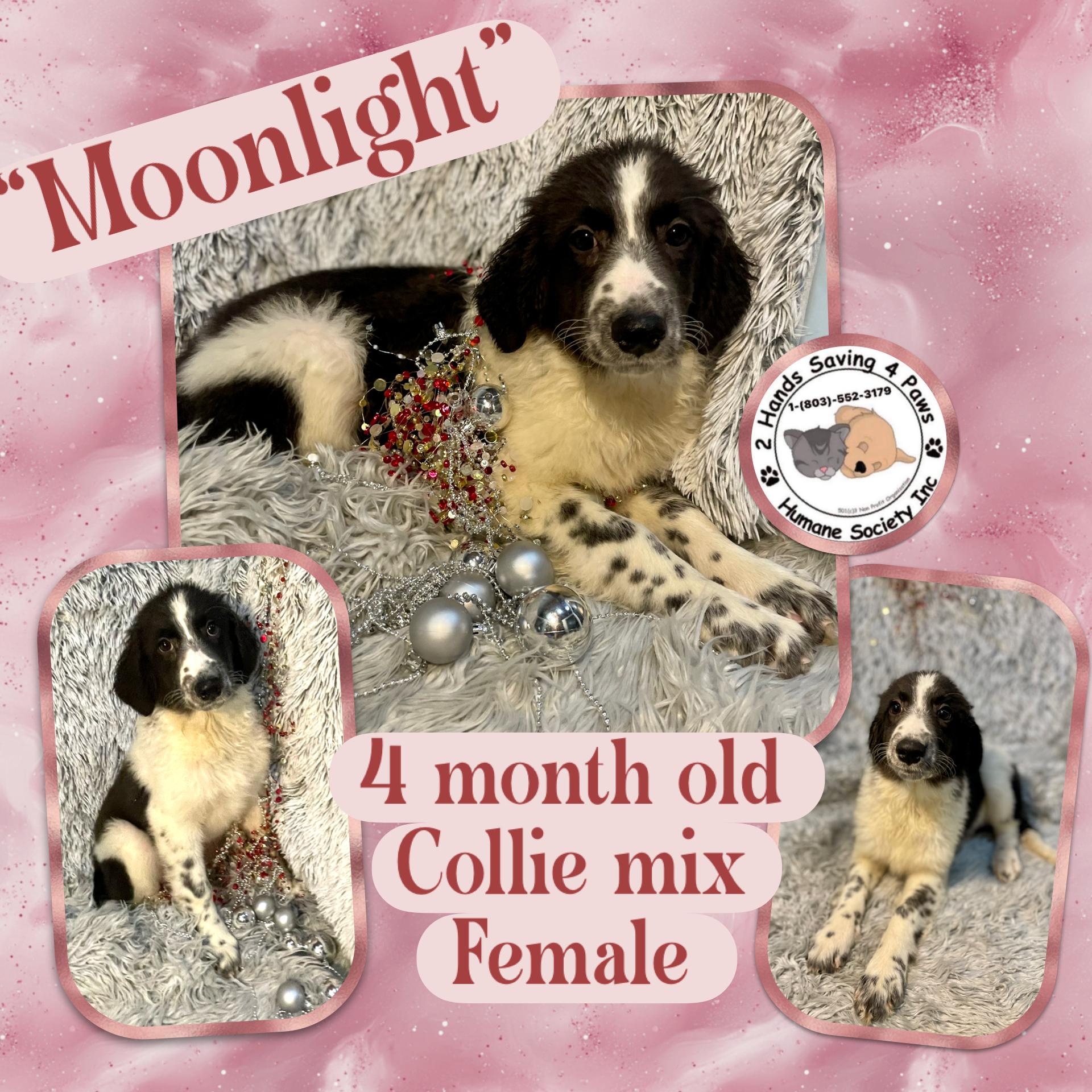 Moonlight , Adoptable, Puppy Female Border Collie.